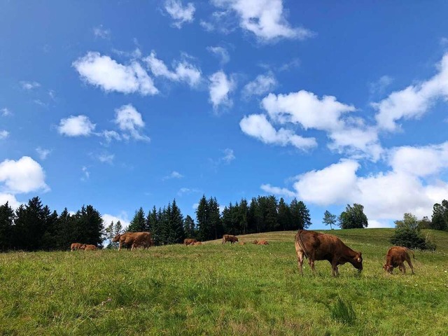 Saftige Wiesen, blauer Himmel: Da mchte man Kuh sein.  | Foto: Claudia Fler