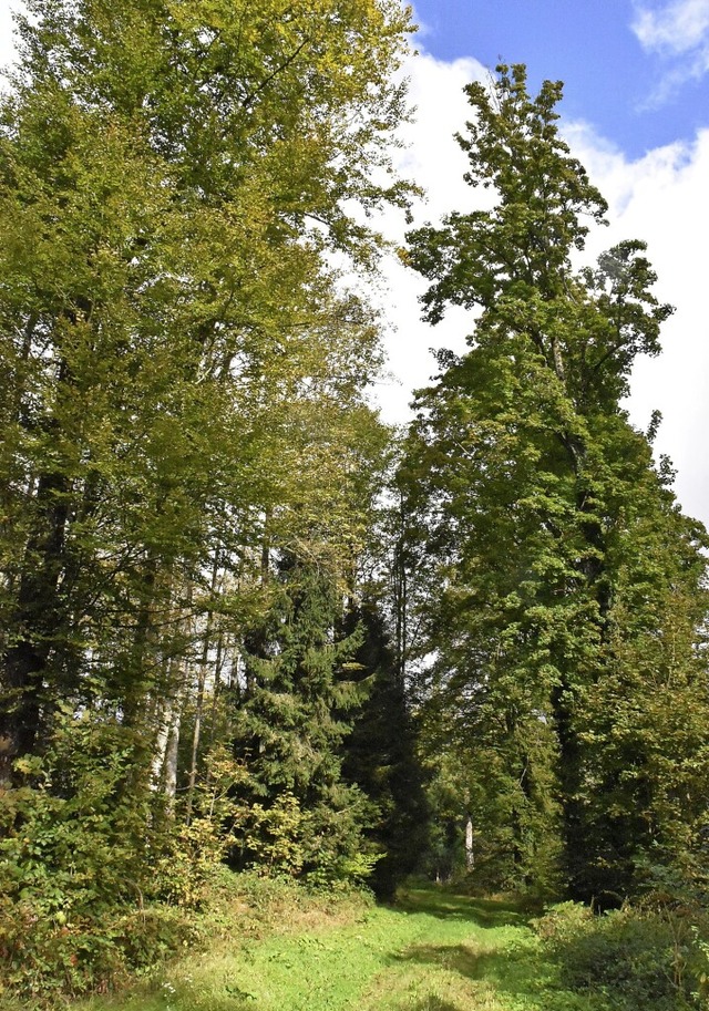 Jungbestandspflege ist ebenso Aufgabe ... Hektar groen Naturverjngungsflche.  | Foto: Maja Tolsdorf