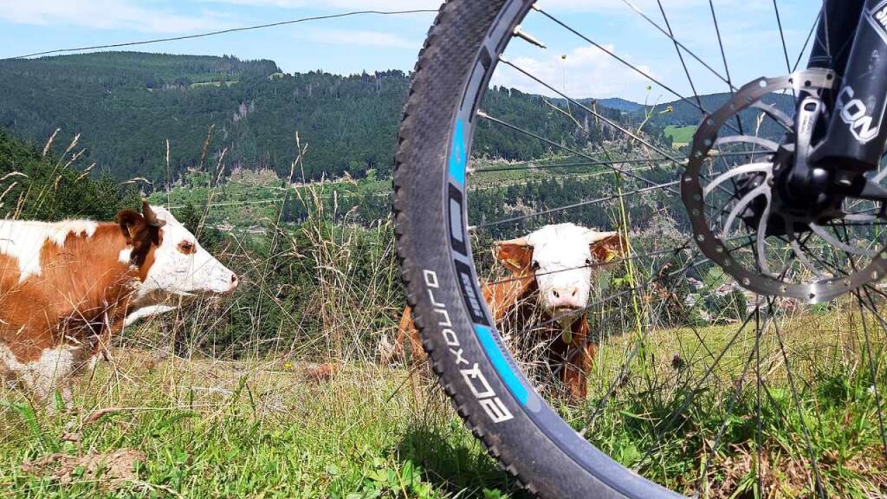 Schwarzwald-Hoch: Coole Kühe passen pe...einem Traumtag auf dem E-Mountainbike.  | Foto: Johannes Bachmann