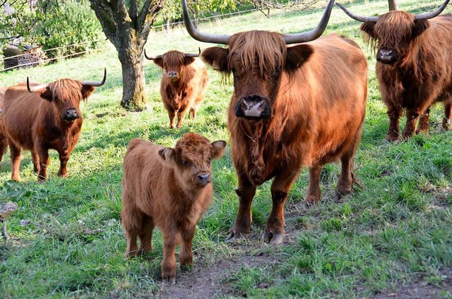 Die Rinder bewahren die Streuobstwiesen am Tllinger Berg vor dem Zuwachsen.   | Foto: Nikola Vogt