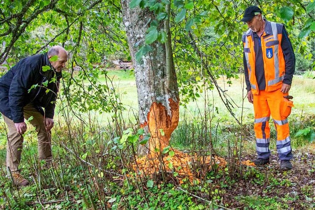 Der Biber war in Aktion, nun muss die ... Lber beim Besichtigungstermin einig.  | Foto: Wilfried Dieckmann