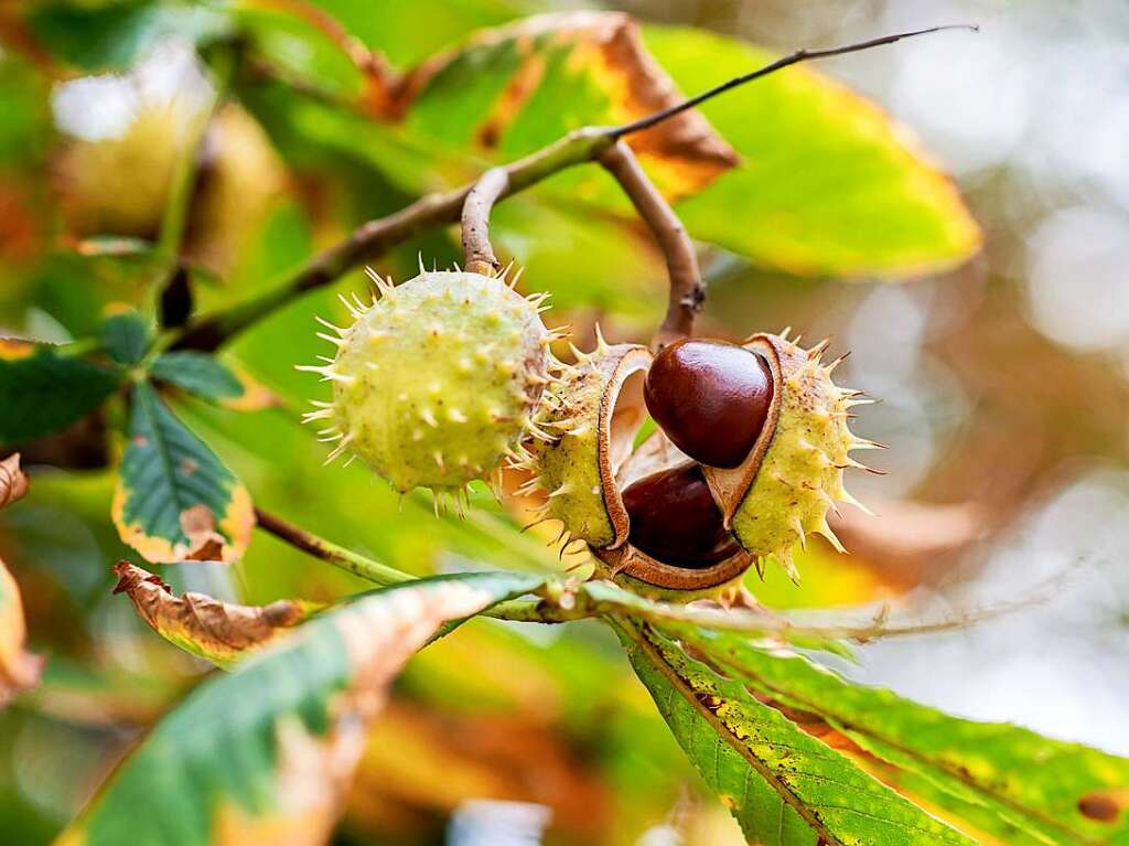 Bunt statt grau – so kann der Herbst in Deutschland sein.