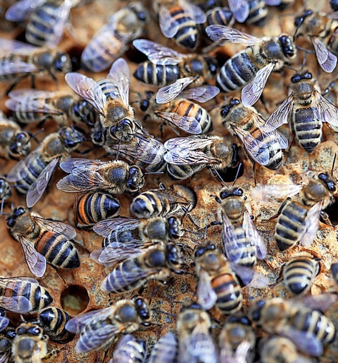 256 Bienenvölker betreuen die Mitglieder.  | Foto: Jens Büttner