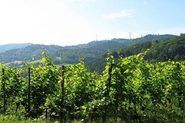 Bei einer Wanderung von Gundelfingen zum Rosskopf kann man die Natur genieen