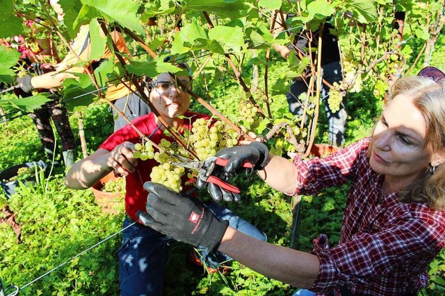 &#8222;Die Trauben von unten nehmen un...e beim Herbsten der Chardonnaytrauben.  | Foto: Eva Buchholz