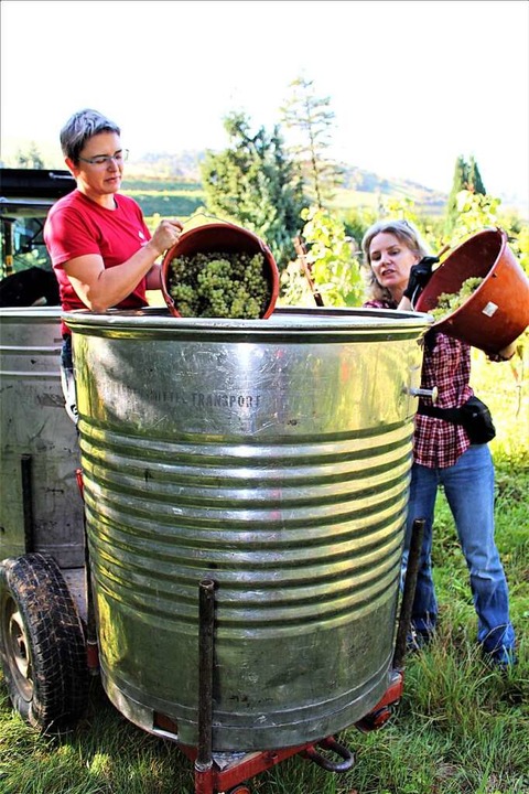 Die handgelesenen Chardonnay-Trauben w...Traktor zum Weingut Schätzle gebracht.  | Foto: Eva Buchholz