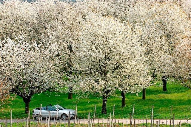 Im weißen Blütenreich auf dem Kirschbaumpfad im Kaiserstuhl