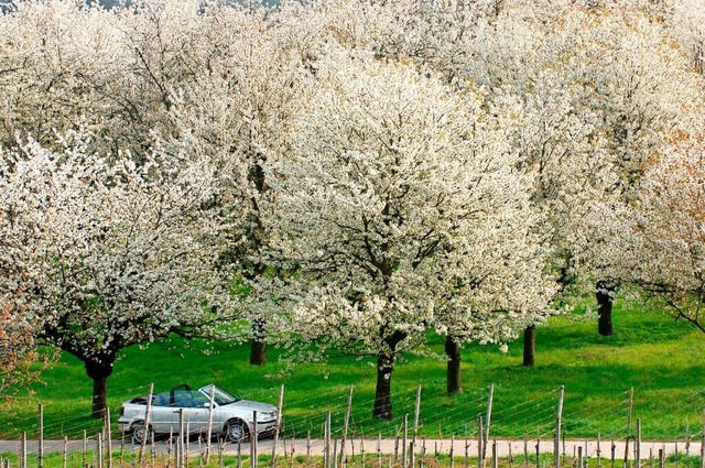 Voll erblht sind jetzt die Kirschbum...menpfad erlutert  den Kirschenanbau.   | Foto: A2070 Rolf Haid