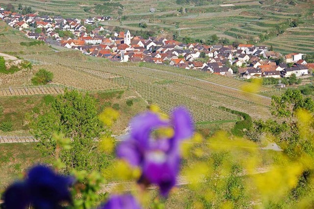 Panoramablick in den inneren Kaiserstuhl &#8211;  von der Mondhalde aus gesehen.  | Foto: Ulriek Ehrlacher-Drfler