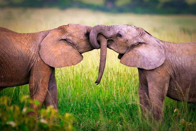 Haben Elefanten wirklich ein Elefantengedächtnis?