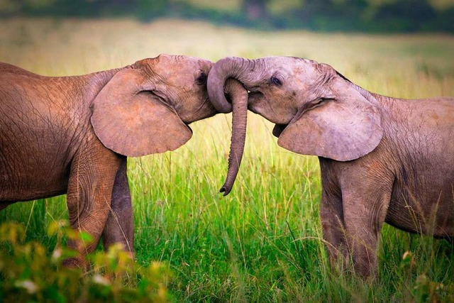 Elefantenkuss.  | Foto: wrobel27 (Adobe Stock)