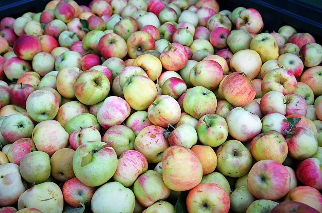 Bis zu 150 Tonnen Äpfel verarbeitet der Markenhof jedes Jahr.  | Foto: Kathrin Blum