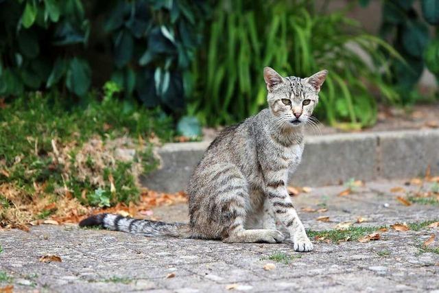 Breisach: Verordnung soll Probleme mit verwilderten Katzen lsen