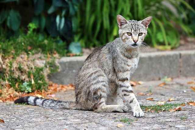 Ist die Katze registriert?  | Foto: Christoph Breithaupt