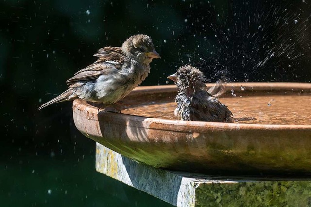 Das Freibad ist erffnet &#8211; ohne Einschrnkungen: Spatzen in Umkirch.  | Foto: Ulrich Wendelstorf