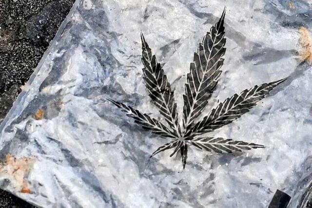 Ampel-Parteien sondieren weiter – Warnung vor Cannabis-Legalisierung