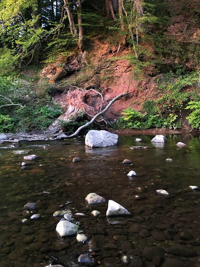 Ganze Felsen hatten sich in der Wiese ...11; die Datenlogger wurden weggesplt.  | Foto: ASV Schopfheim