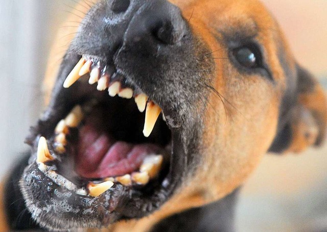 Ein Hund fletscht die Zhne (Symbolbil...ind jetzt von einem Jagdhund gebissen.  | Foto: Soeren Stache (dpa)