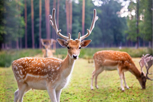 Damwildgehege in M�llheim