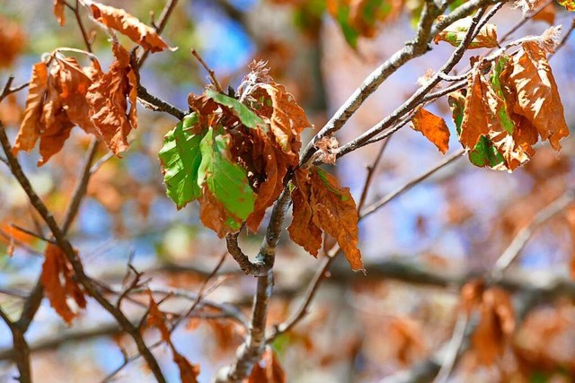 Im Herbst und Winter werden die toten Bume aus dem Bestand entfernt.  | Foto: Sylvia Sredniawa