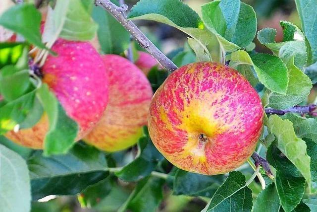 Unbekannte ernten in Schliengen vier Apfelbäume ab
