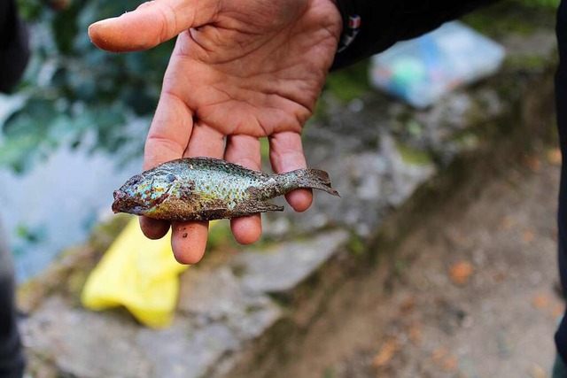 Ein Mitglied des Fischereivereins in Bad Sckingen prsentiert einen Fisch.  | Foto: Harald Schwarz