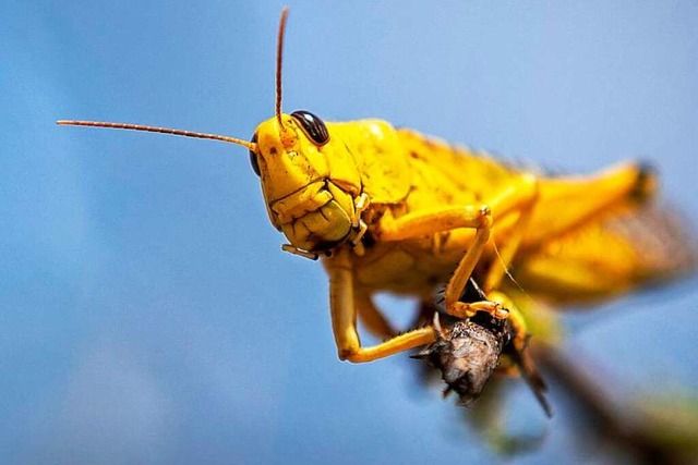 Diverse Heuschreckenarten wurden im Freiburger Stadtgebiet gefunden.  | Foto: Ben Curtis (dpa)