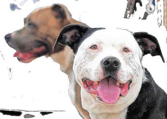 Pitbull Terrier.  | Foto: dpa