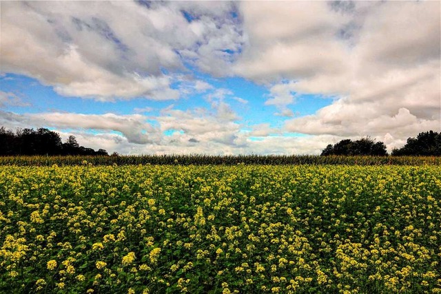 Das blhende Rapsfeld und das Maisfeld...rast zu dem wunderschnen Wolkenspiel.  | Foto: Konrad Saier