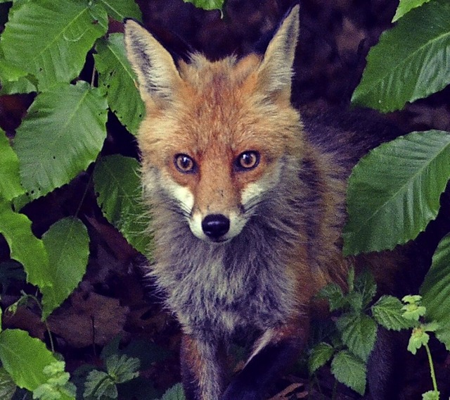 Legt mehr Strecke zurck: der Fuchs im Wald.  | Foto: JMP Traveler - stock.adobe.com