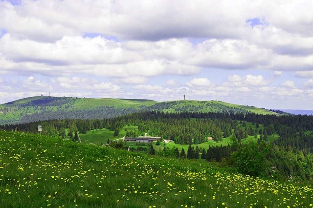 Frhlingsblumen am Herzogenhorn mit Blick zum grnen Feldberg  | Foto: Billharz Wilhelm