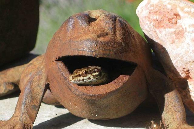 Eidechse schaut aus Zier-Frosch-Kopf heraus