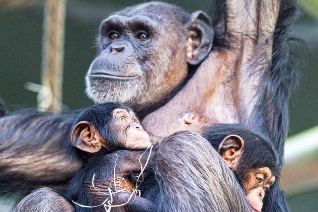 Tante adoptiert Schimpansenbaby im Basler Zoo