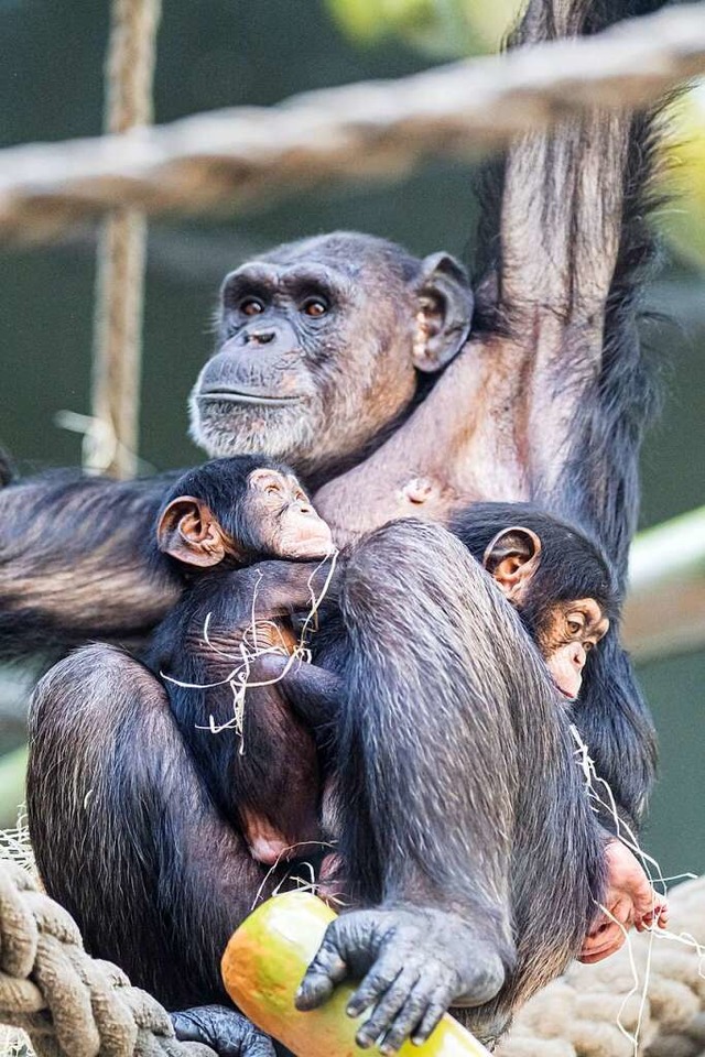 Kitoko mit den zwei Jungen  | Foto: Zoo Basel (Torben Weber)