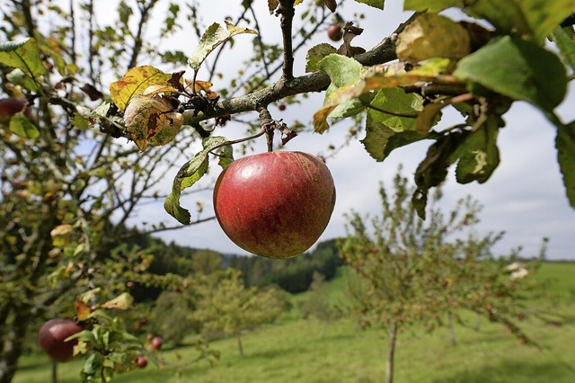 Auch Streuobstwiesen gelten als Biotop.  | Foto: Patrick Seeger (dpa)