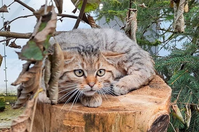 Eine der drei Freiburger Wildkatzen in ihrem Gehege  | Foto: Florian Eiserlo/tierart.de