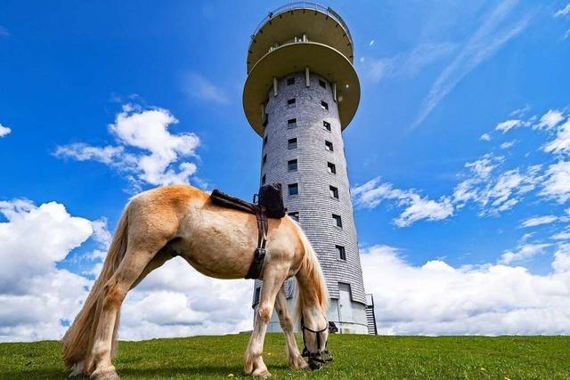 Ein Pferd sonnt sich vor dem Feldbergturm