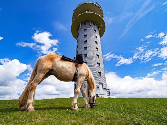 Grasendes Pferd vor dem Feldbergturm.  | Foto: zackosandereseite