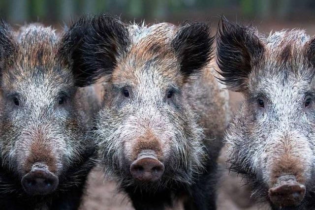 Autofahrer rammt mit seinem Wagen acht Wildschweine – alle tot