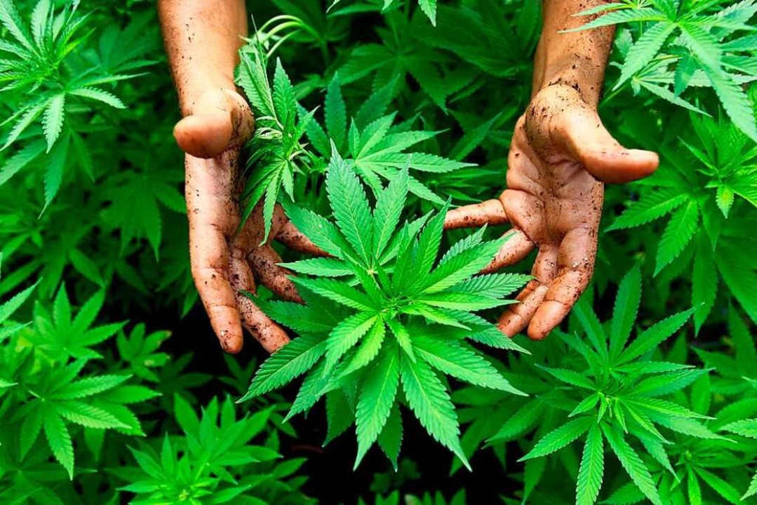 Bis zu 400 Tonnen Cannabis sollen laut...Jahr in Deutschland konsumiert werden.  | Foto: ABIR SULTAN