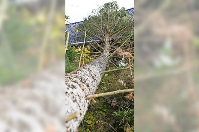 Sturm wirft Baum auf Hausdach