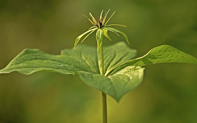   | Foto: Marko Knig (dpa)