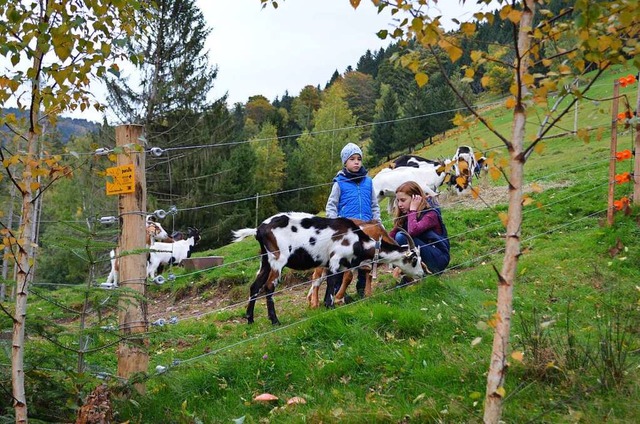 Ein Zaun schtzt diese Ziegen in Yach.  | Foto: Nikolaus Bayer