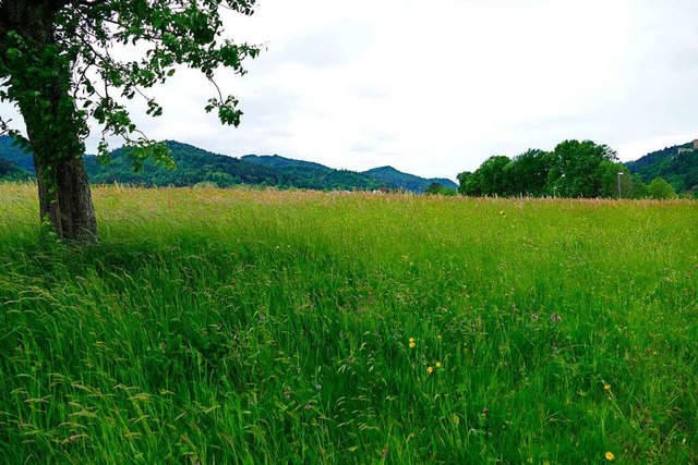 Auf der groen Flche Inried, oberhalb...ofs, soll ein Gewerbegebiet entstehen.  | Foto: Sylvia Sredniawa