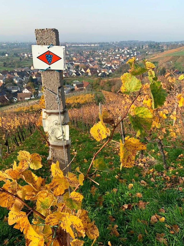 Wie der  Weinbau  kologischer werden ...ar eines der Themen auf der Bio-Agrar.  | Foto: Helmut Seller