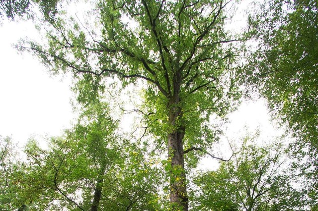 Flatterulmen bieten sich als Ersatz fr die ausfallenden Eschen an.  | Foto: Patrik Mller