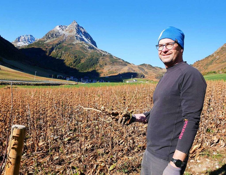 In Galtür in Tirol dreht sich alles um den Gelben Enzian Panorama
