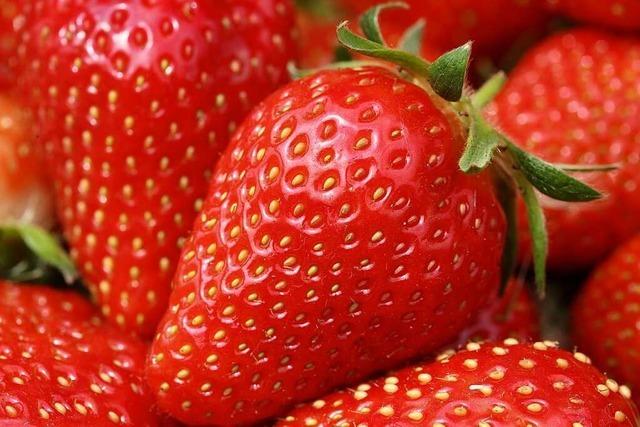 Ein Basler Wissenschaftler kann die Herkunft von Erdbeeren im Labor bestimmen