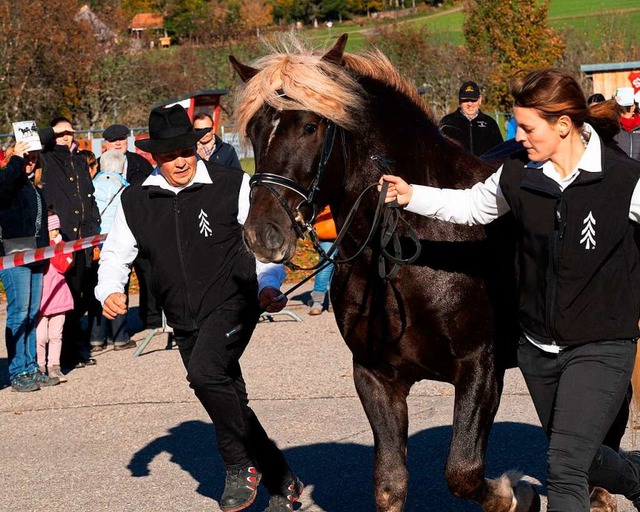 Hengst Davino von Dachs aus der Zucht ... auf dem Weg zur erfolgreichen Krung.  | Foto: Wolfgang Scheu