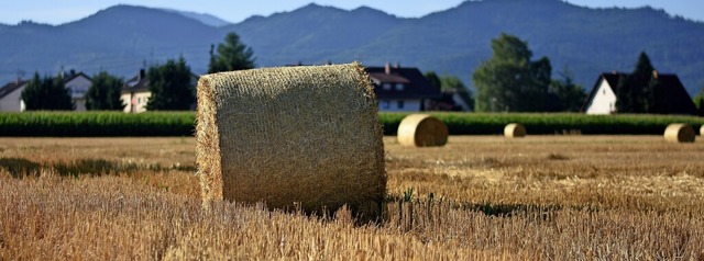 Die Landwirte im Rheintal haben mit vi...t den immer knapper werdenden Flchen.  | Foto: Jonas Hirt